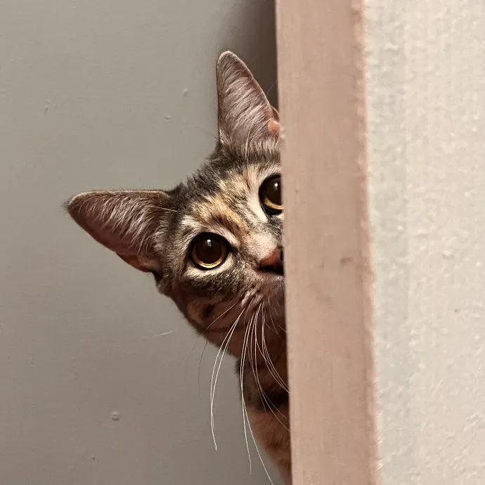 Erika The Cat Whisperer photo 4