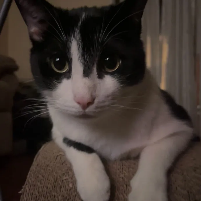 Erika The Cat Whisperer photo 3