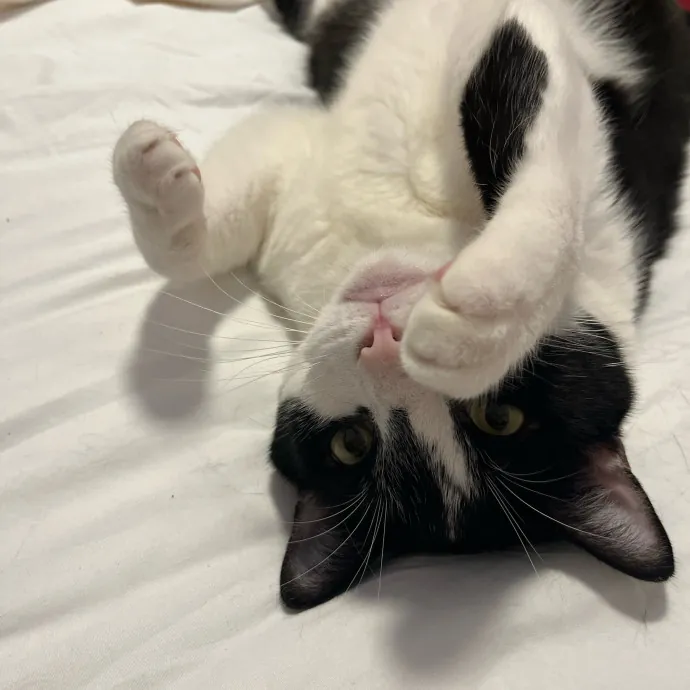 Erika The Cat Whisperer photo 2