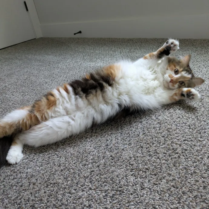 Loving Full-Time Care For Your Kitties