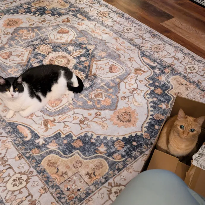 Loving Full-Time Care For Your Kitties