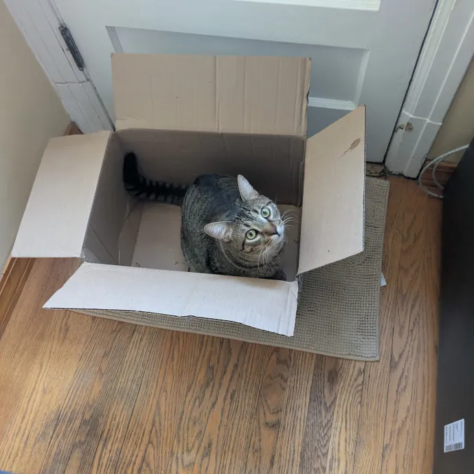 Loving Full-Time Care For Your Kitties