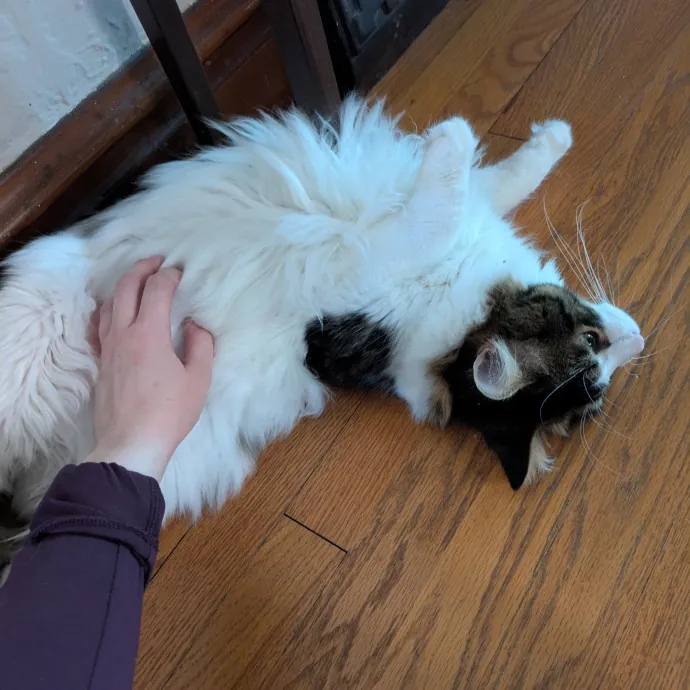 Loving Full-Time Care For Your Kitties