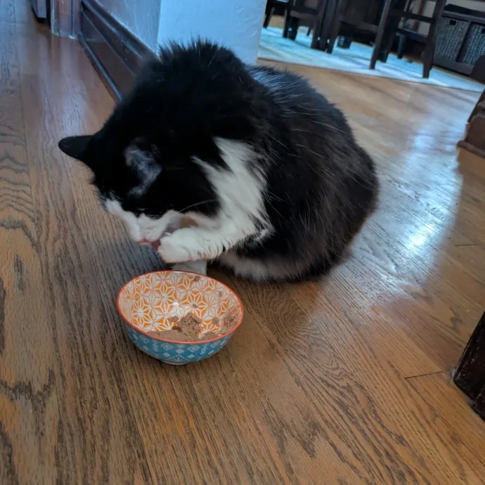 Loving Full-Time Care For Your Kitties