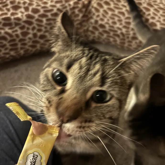 Trustworthy Cat Lover