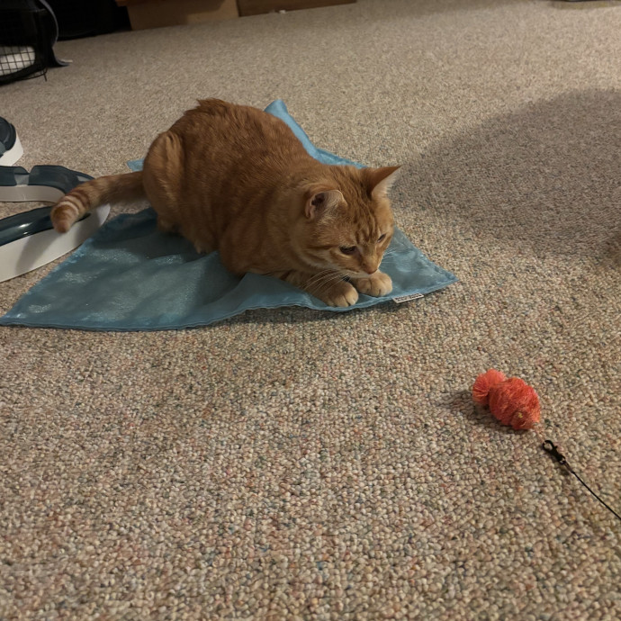 Trustworthy Cat Lover