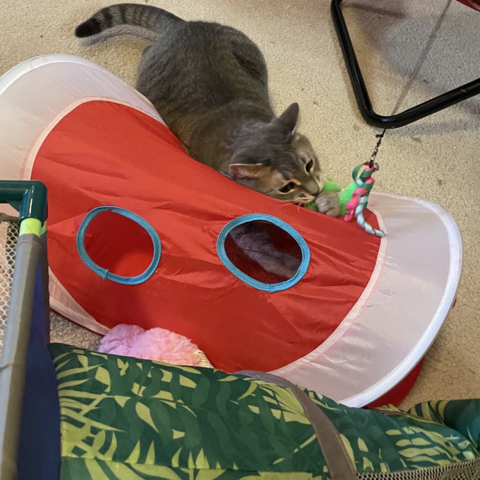 Trustworthy Cat Lover