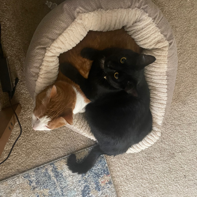 Amber's Petsitting Paws-Abilities