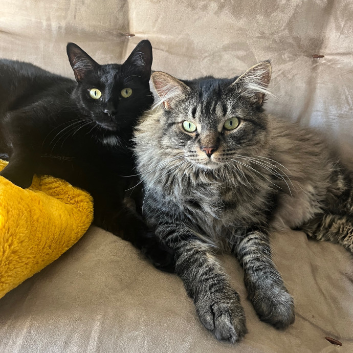 Amber's Petsitting Paws-Abilities