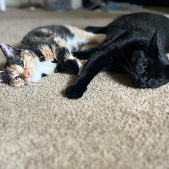 Amber's Petsitting Paws-Abilities