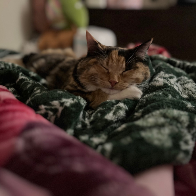 Amber's Petsitting Paws-Abilities photo 2