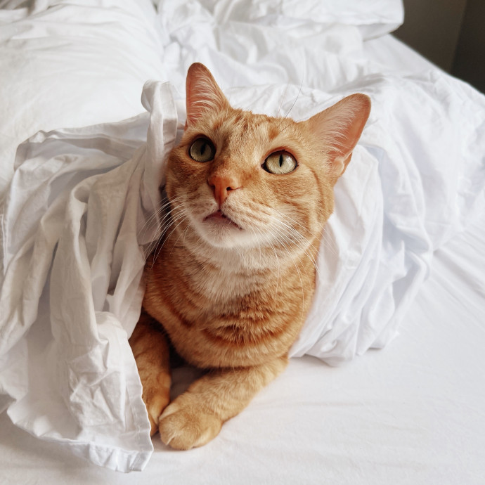 Your Cat's New Best Friend