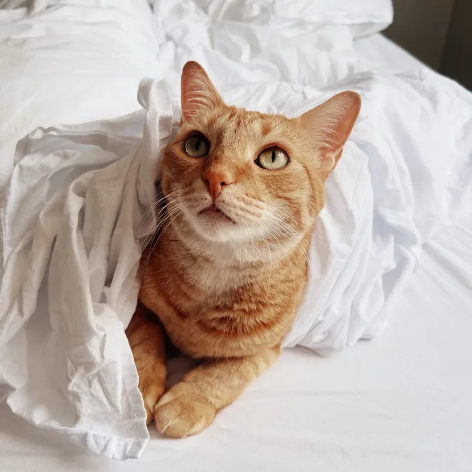 Your Cat's New Best Friend