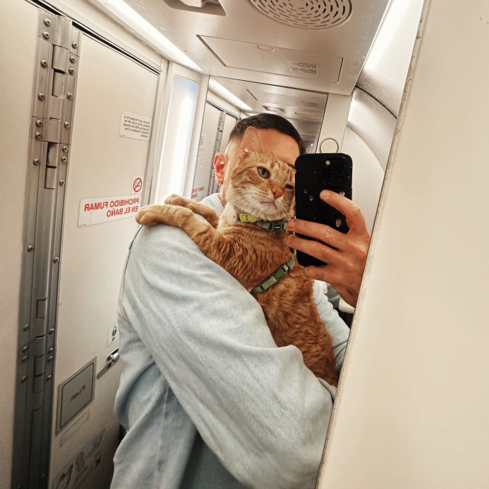 Your Cat's New Best Friend