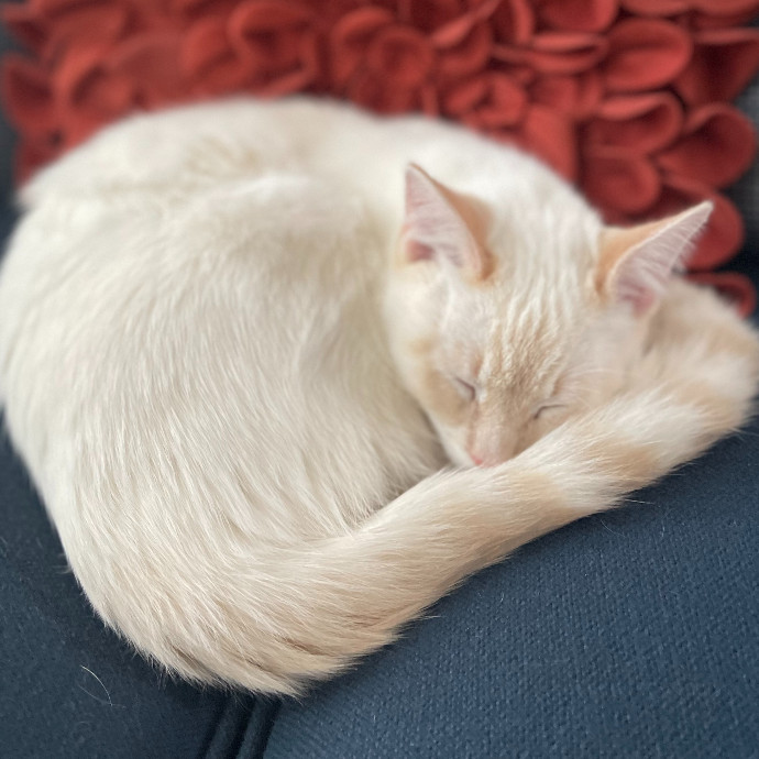 Your Purr-Sonal Cat Sitter North Of Milwaukee