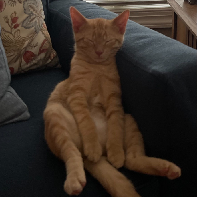 Your Purr-Sonal Cat Sitter North Of Milwaukee