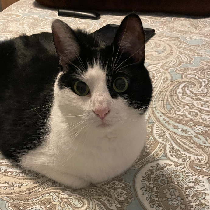 Your Purr-Sonal Cat Sitter North Of Milwaukee photo 3