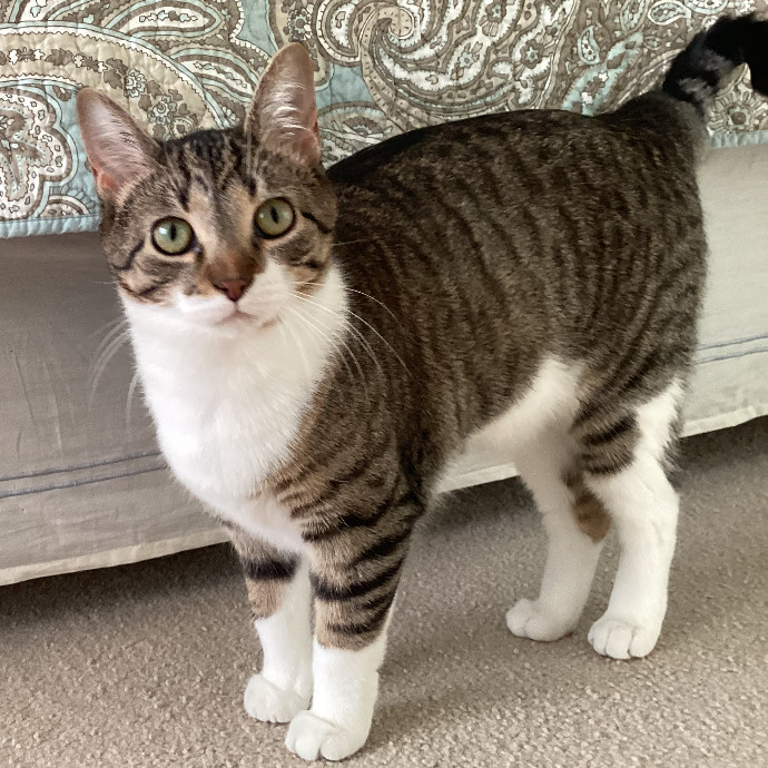 Your Purr-Sonal Cat Sitter North Of Milwaukee photo 2