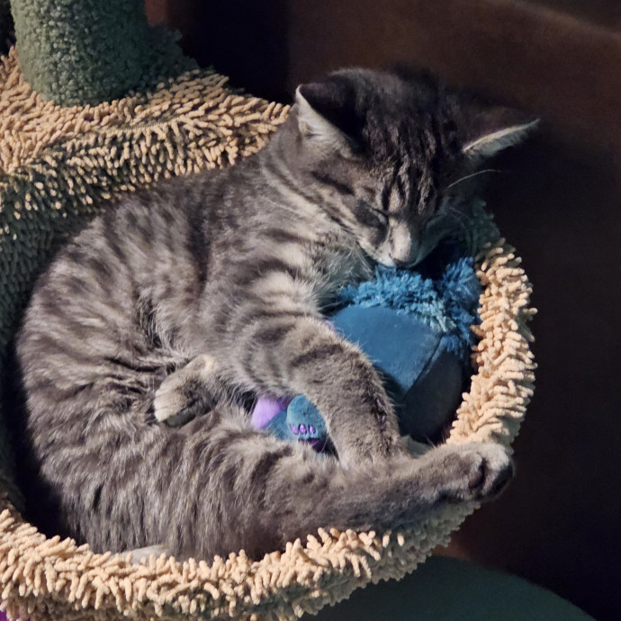Show Me Your Kitties
