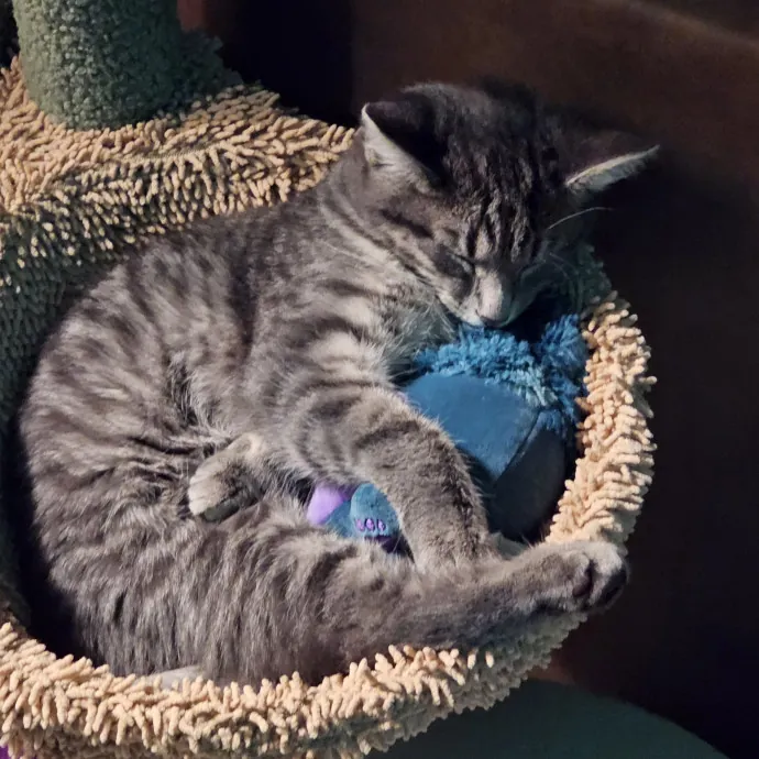 Show Me Your Kitties