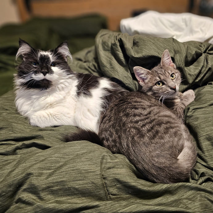 Show Me Your Kitties