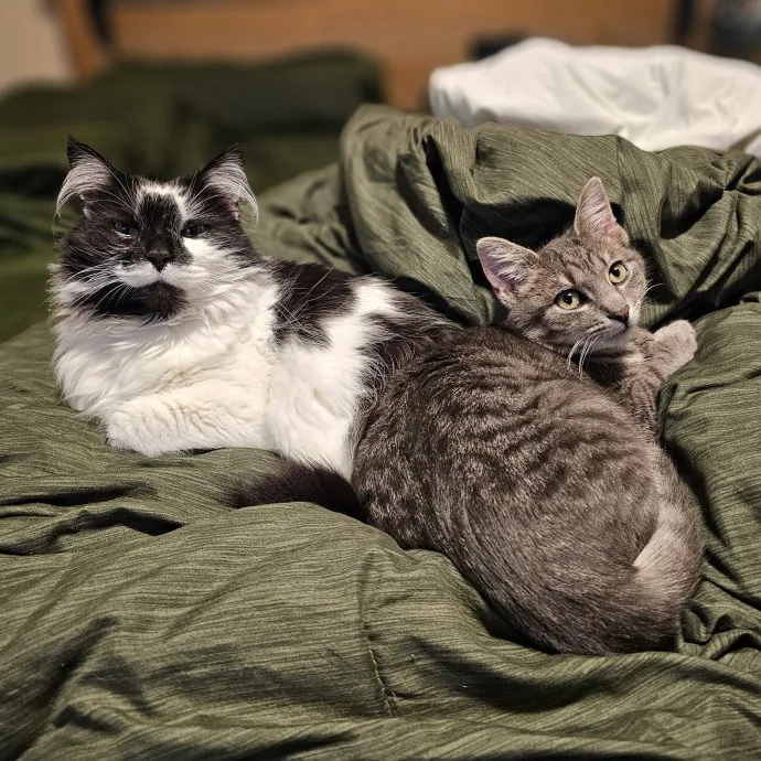 Show Me Your Kitties photo 4