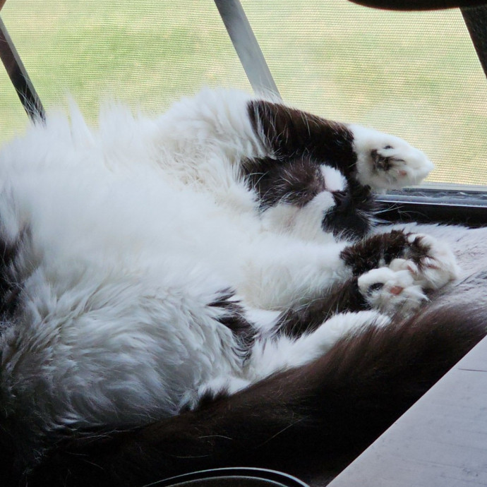 Show Me Your Kitties