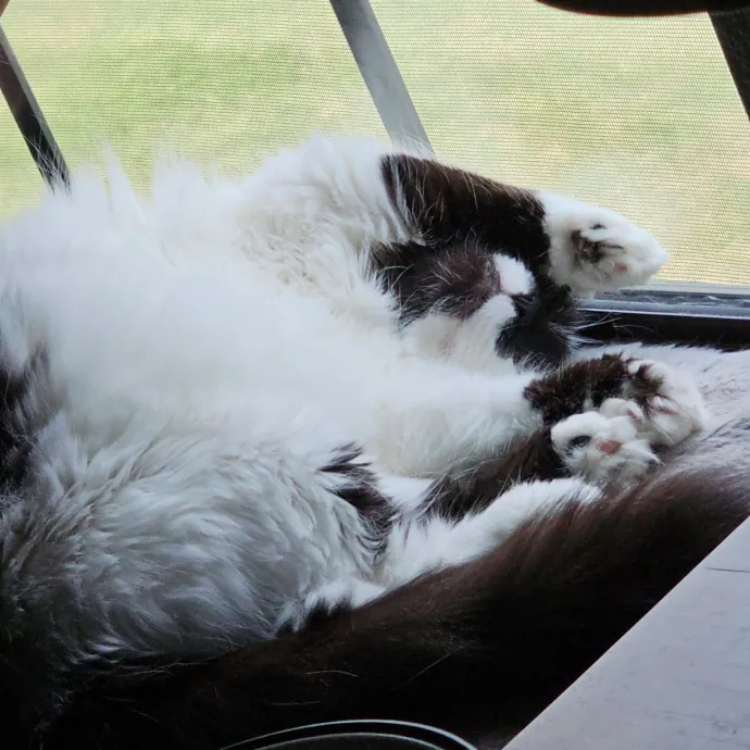 Show Me Your Kitties photo 3