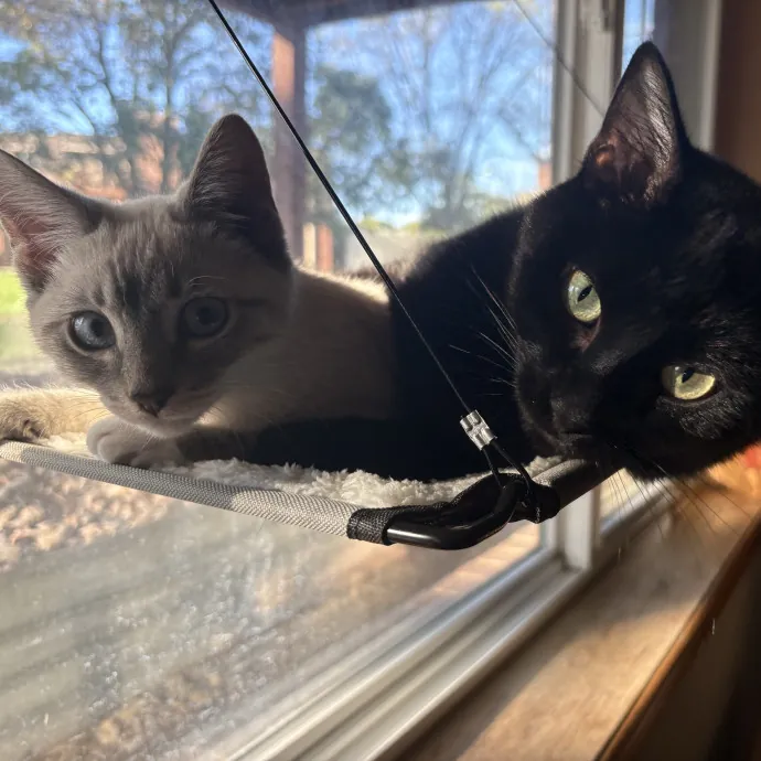 Meow-T Of This World Cat Sitter