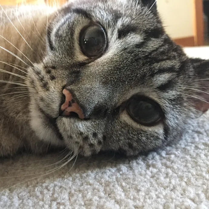 Meow-T Of This World Cat Sitter