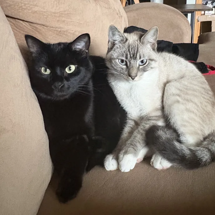Meow-T Of This World Cat Sitter photo 4