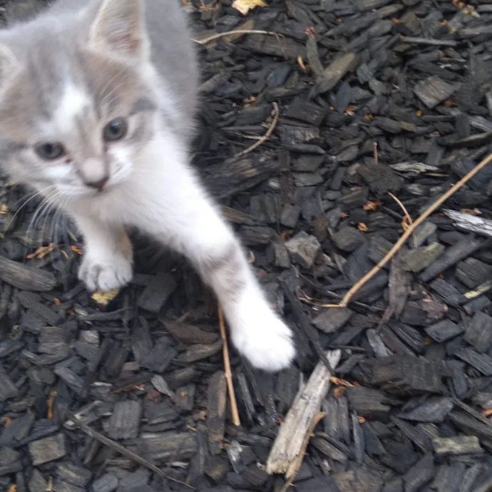 Elvin The Cat Dad photo 4