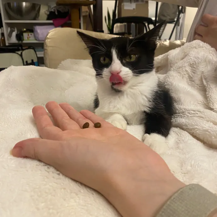 Elvin The Cat Dad photo 3