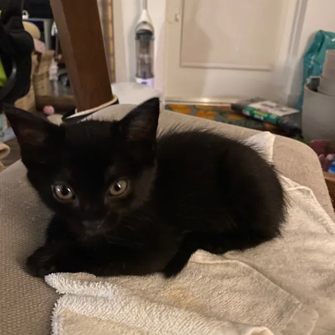 Elvin The Cat Dad photo 2