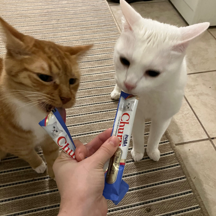 Vet Nurse Cat Sitter
