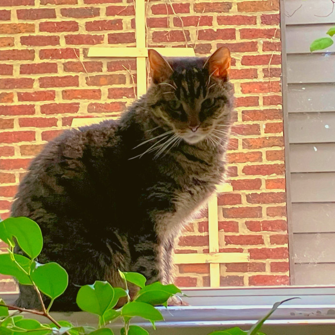 Vet Nurse Cat Sitter