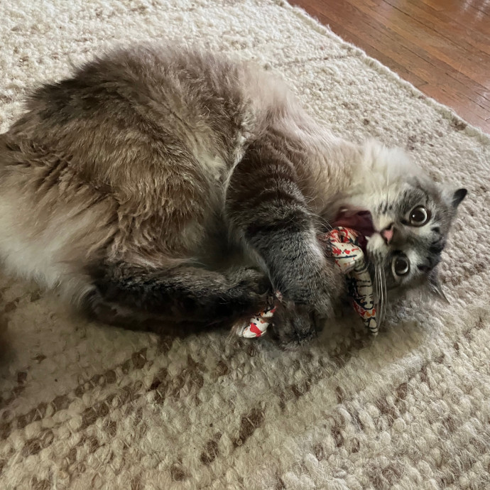 Vet Nurse Cat Sitter
