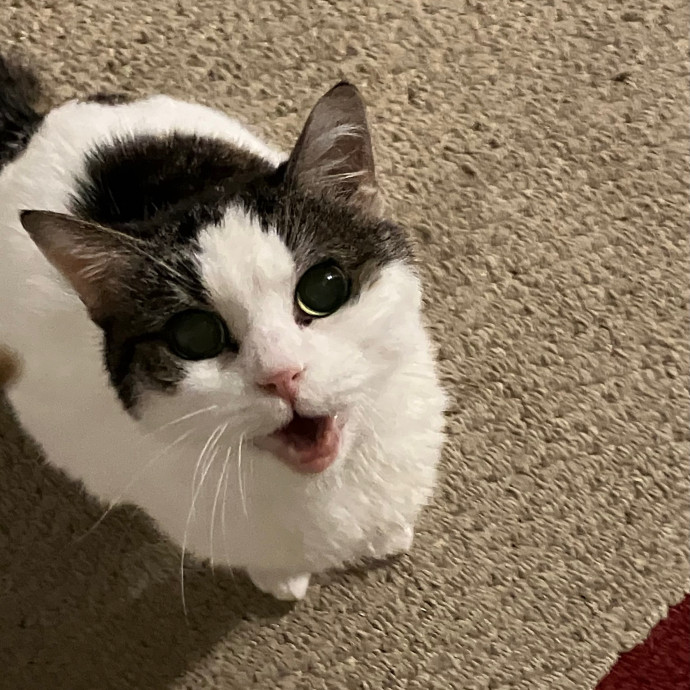 Vet Nurse Cat Sitter