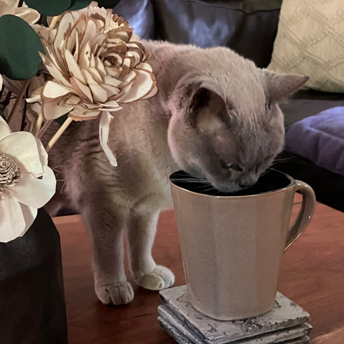 Vet Nurse Cat Sitter