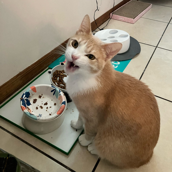 Vet Nurse Cat Sitter photo 3