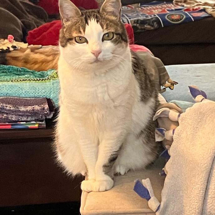 Vet Nurse Cat Sitter photo 2