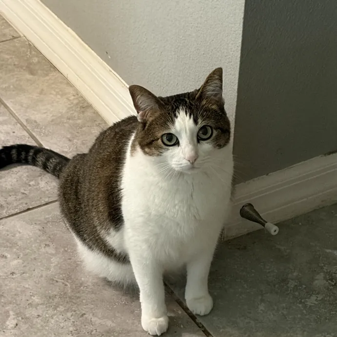 Patient Cat-Loving Sitter