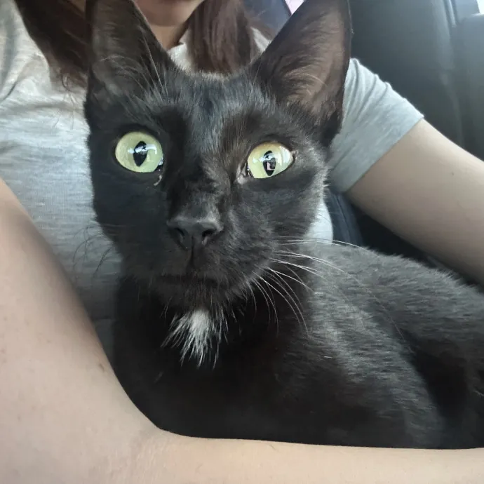 Patient Cat-Loving Sitter