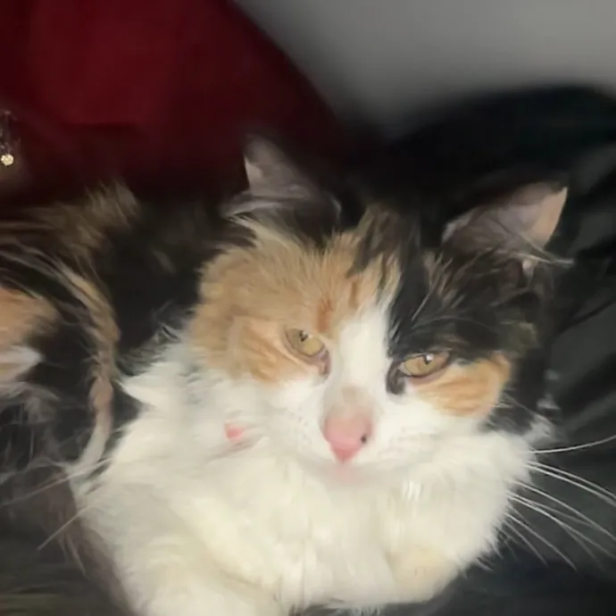 Patient Cat-Loving Sitter