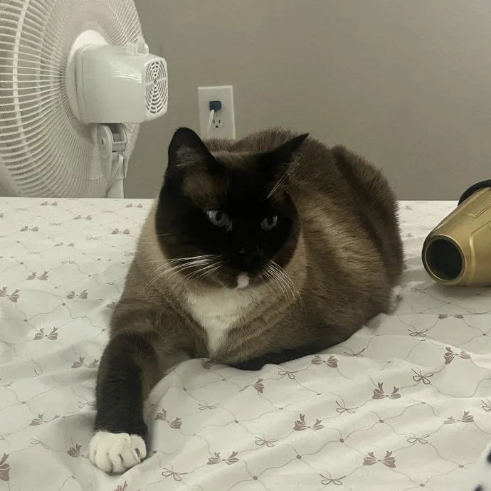 Patient Cat-Loving Sitter