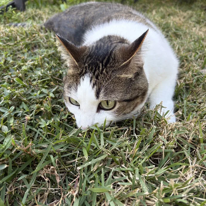 Patient Cat-Loving Sitter