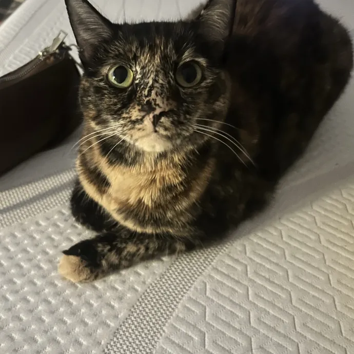 Patient Cat-Loving Sitter