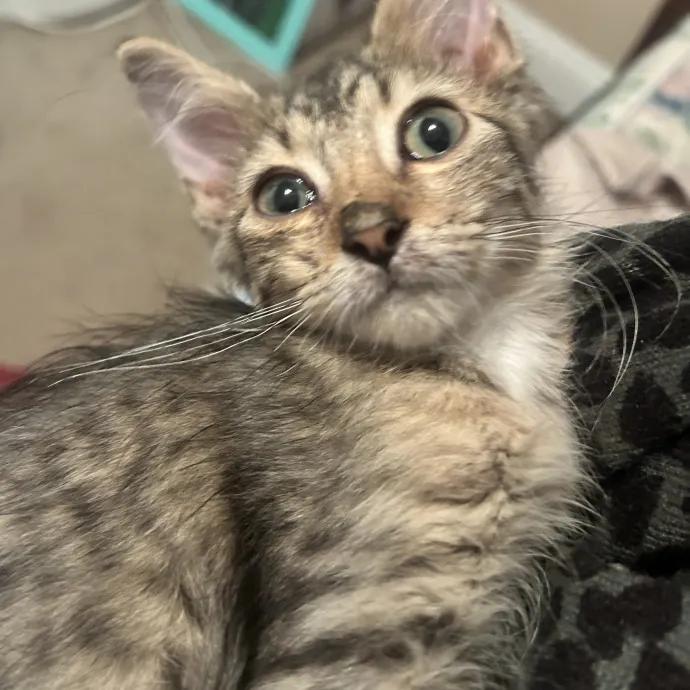 Patient Cat-Loving Sitter