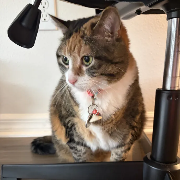 Patient Cat-Loving Sitter