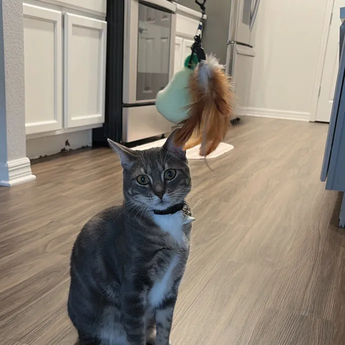 Patient Cat-Loving Sitter